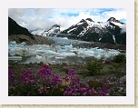 Alaska 711 * Wildflowers with Walker Glacier and icebergs * Wildflowers with Walker Glacier and icebergs * 3072 x 2304 * (2.14MB)